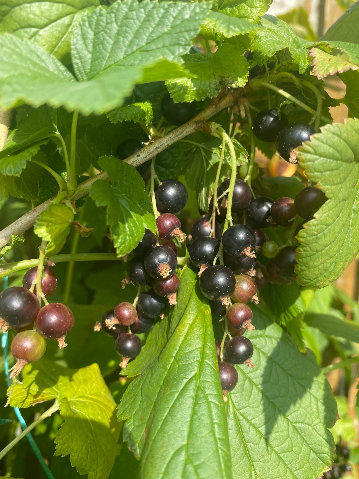 Black Currant 50g