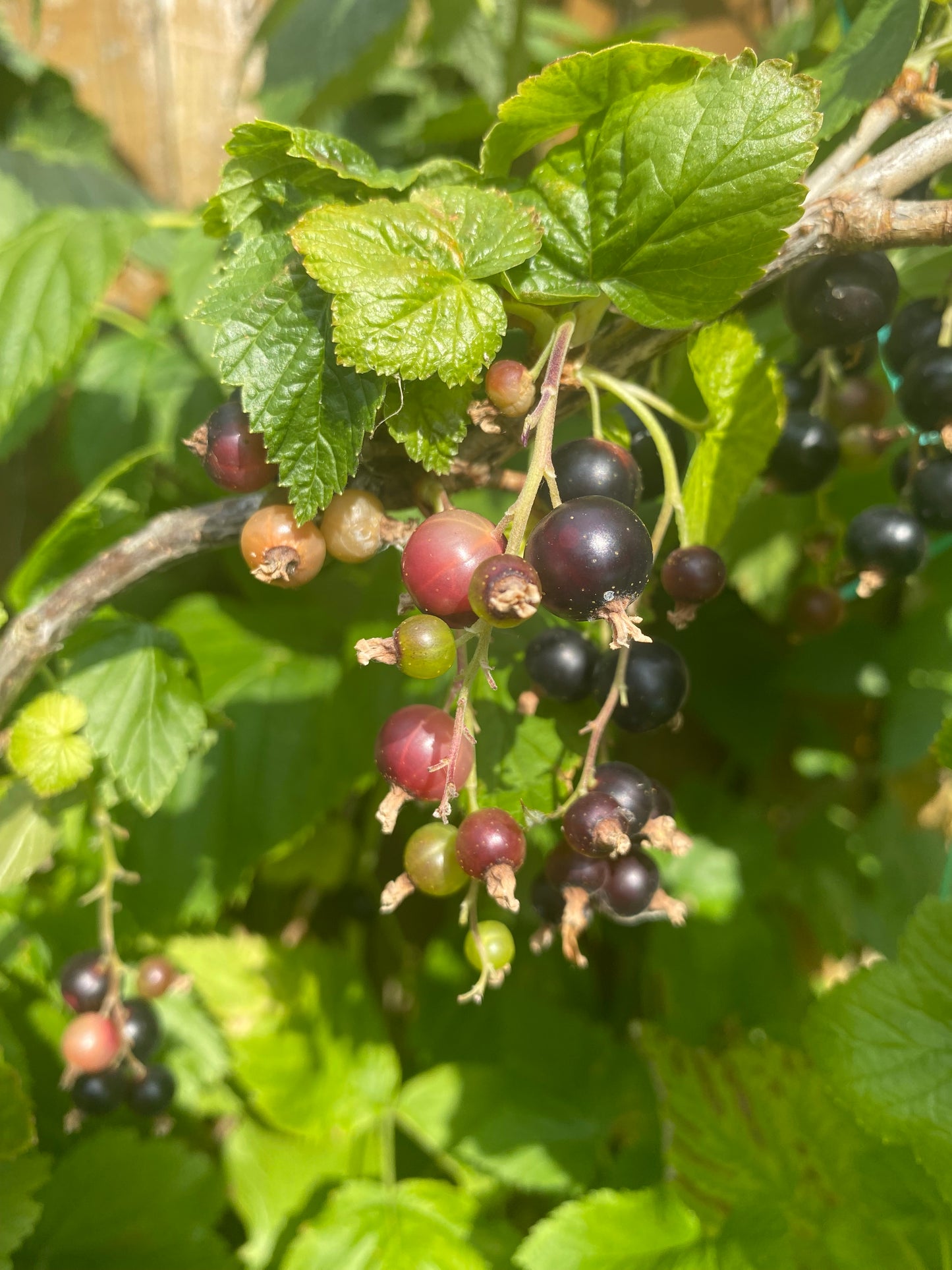 Black Currant 50g