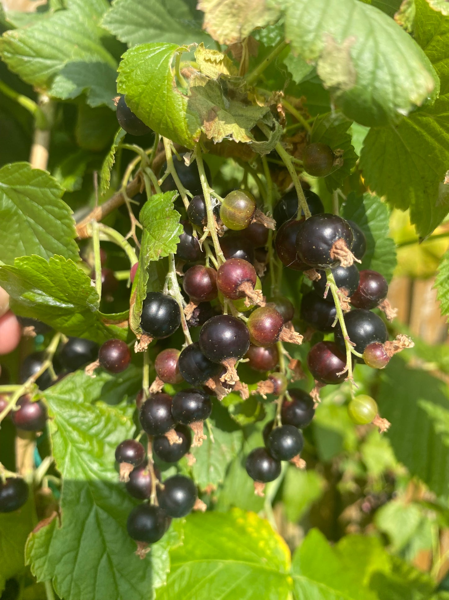Black Currant 50g