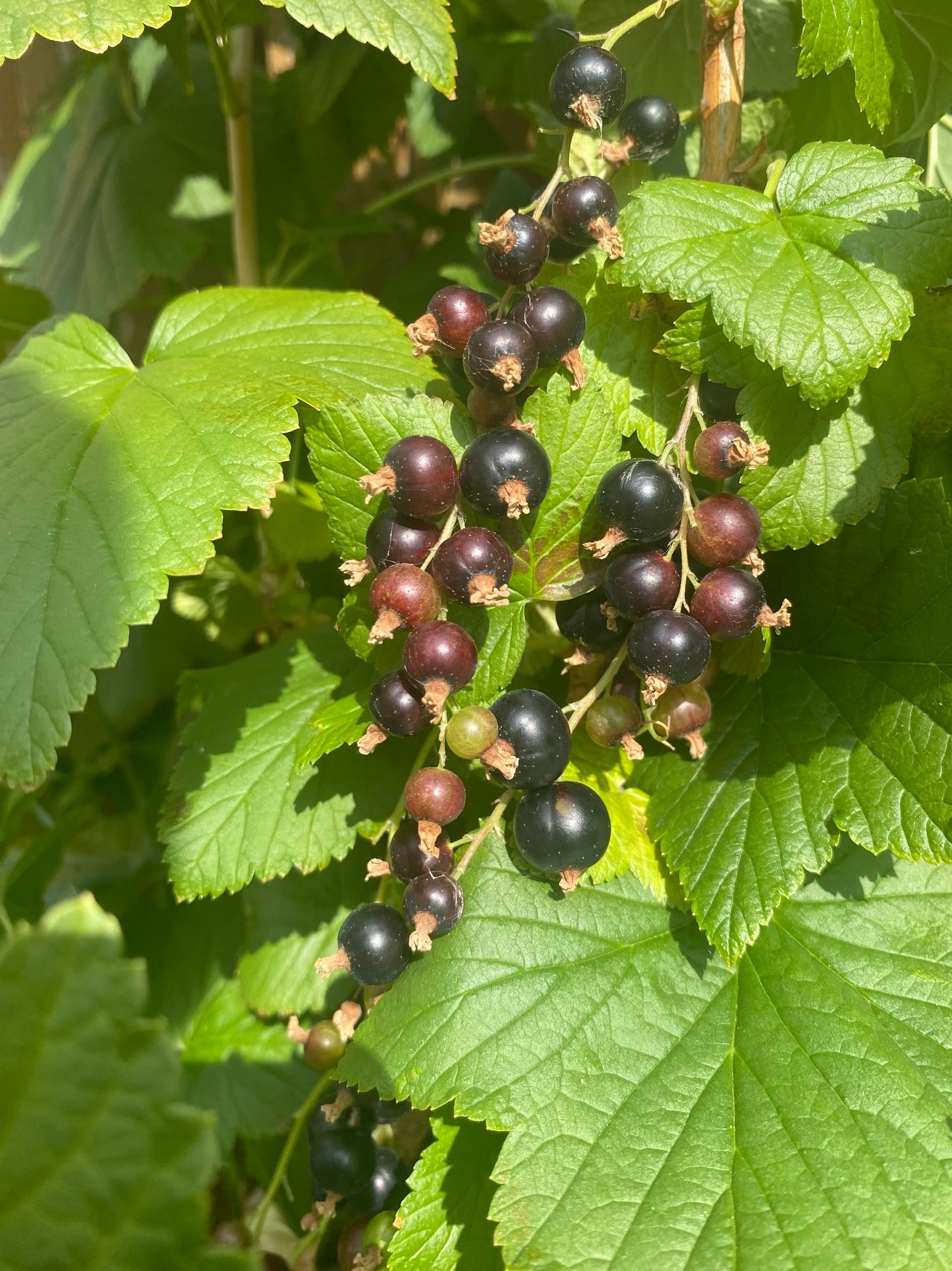 Black Currant 50g
