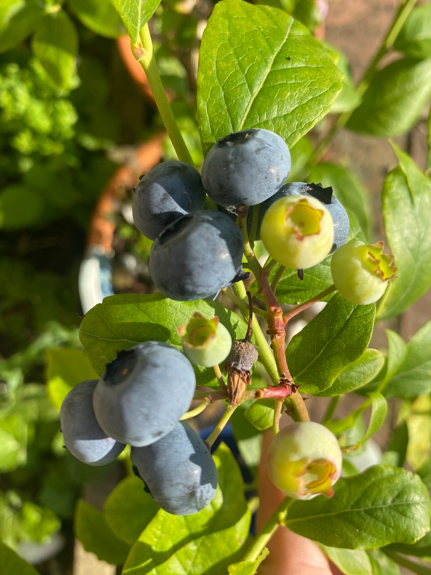 Blueberries 50g