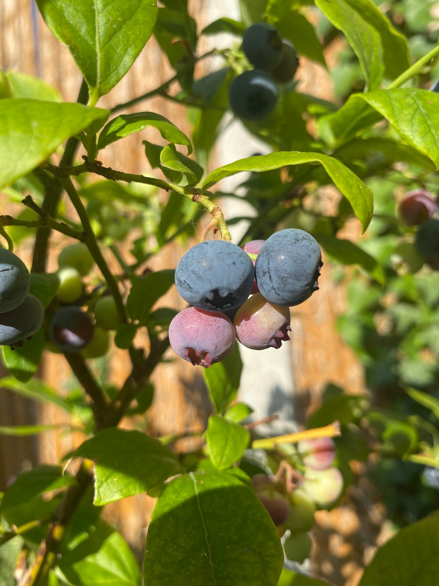 Blueberries 50g