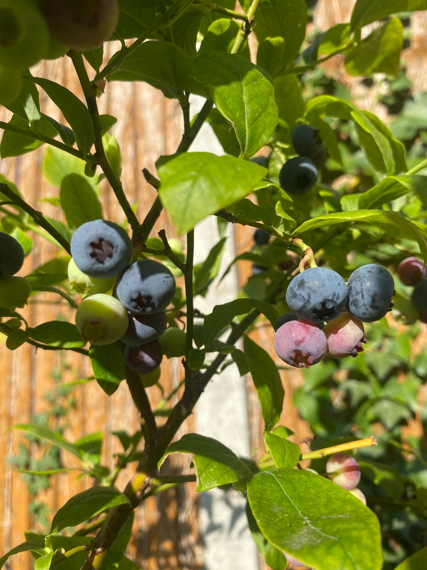 Blueberries 50g