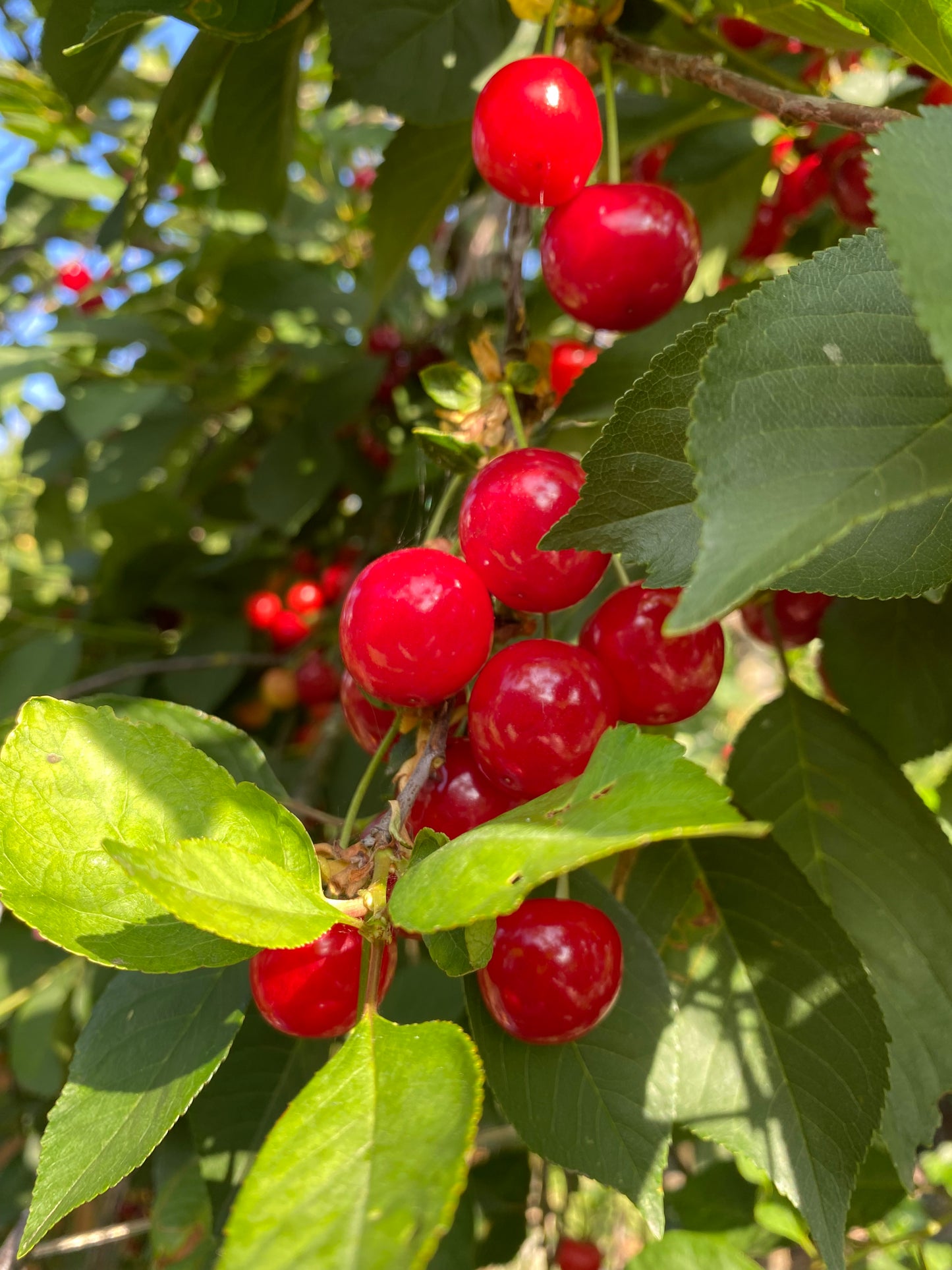 Sour Cherries 250g