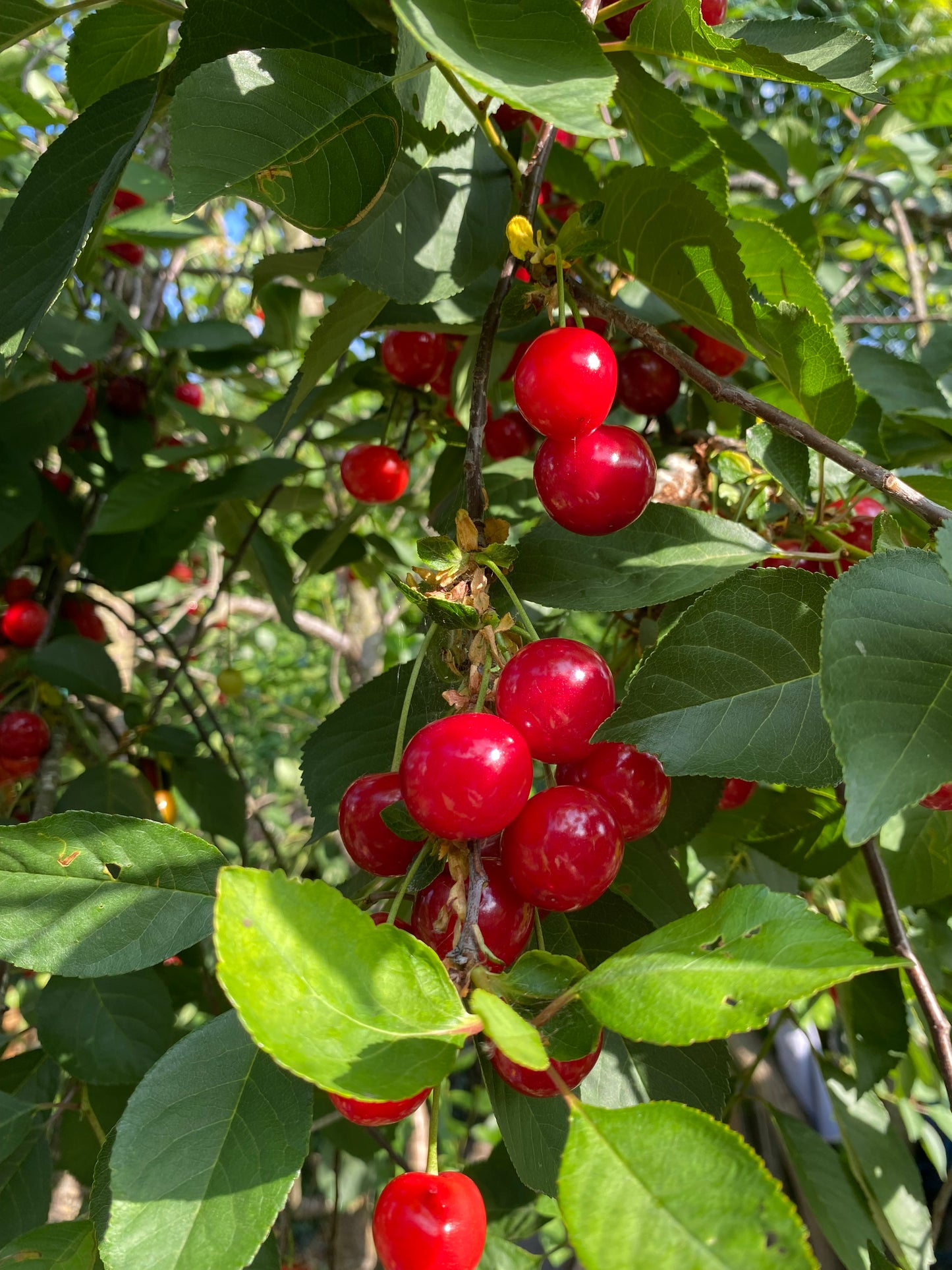 Sour Cherries 250g