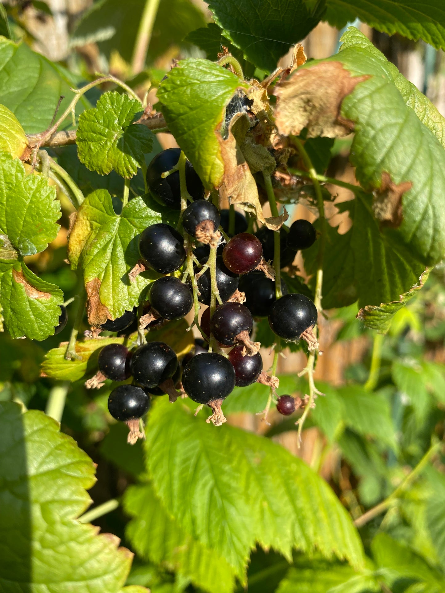 Black Currant 50g