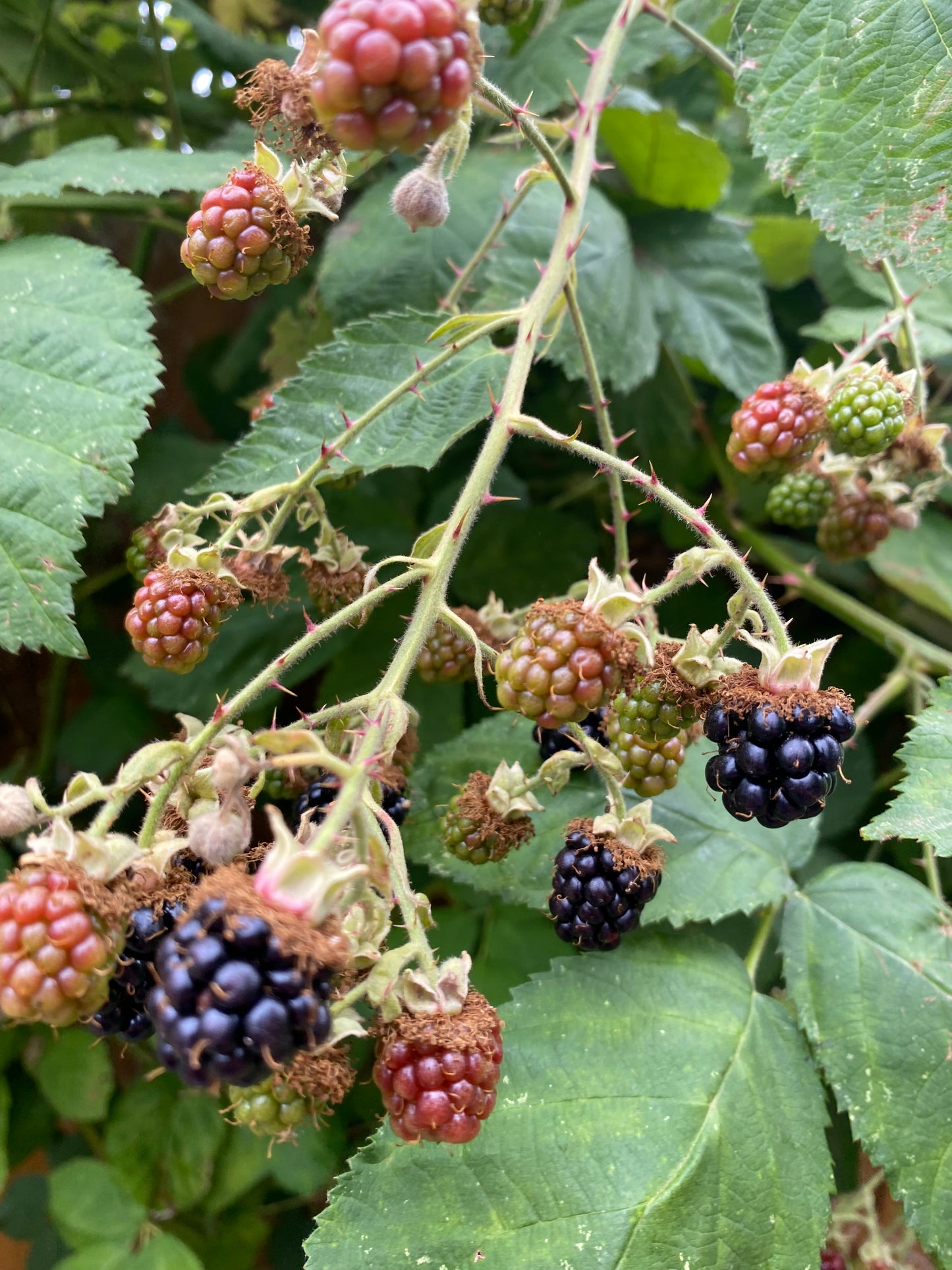 Blackberry