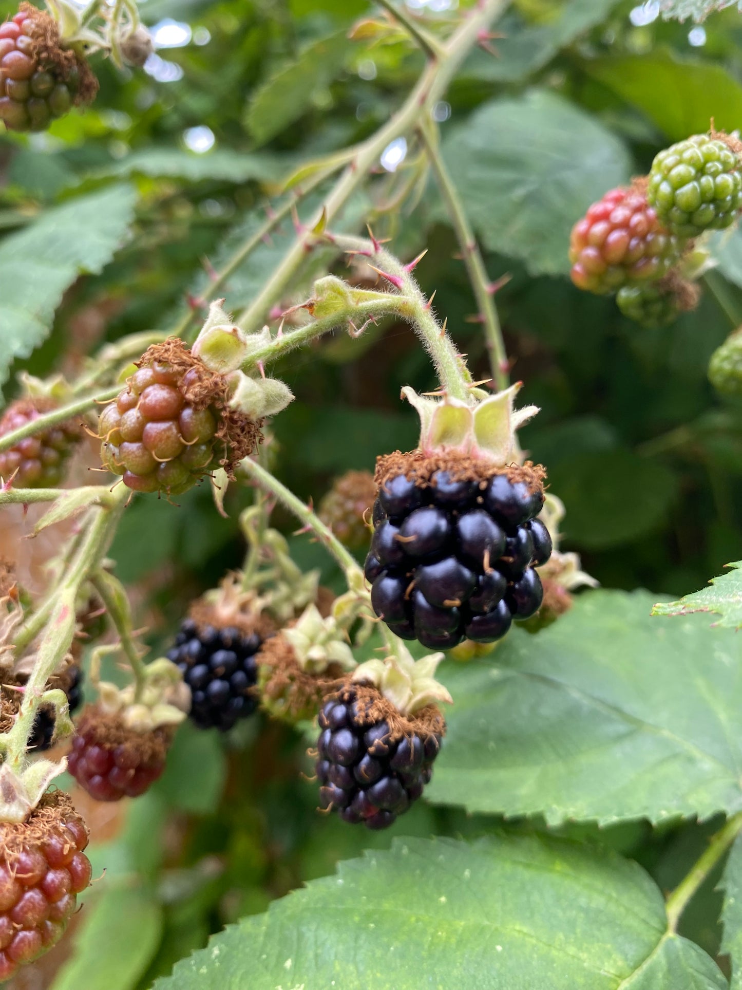 Blackberry