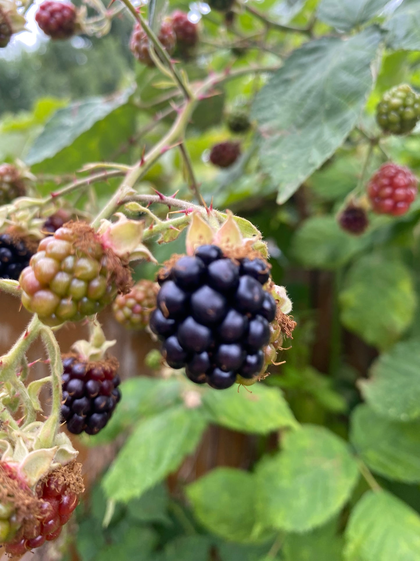 Blackberry