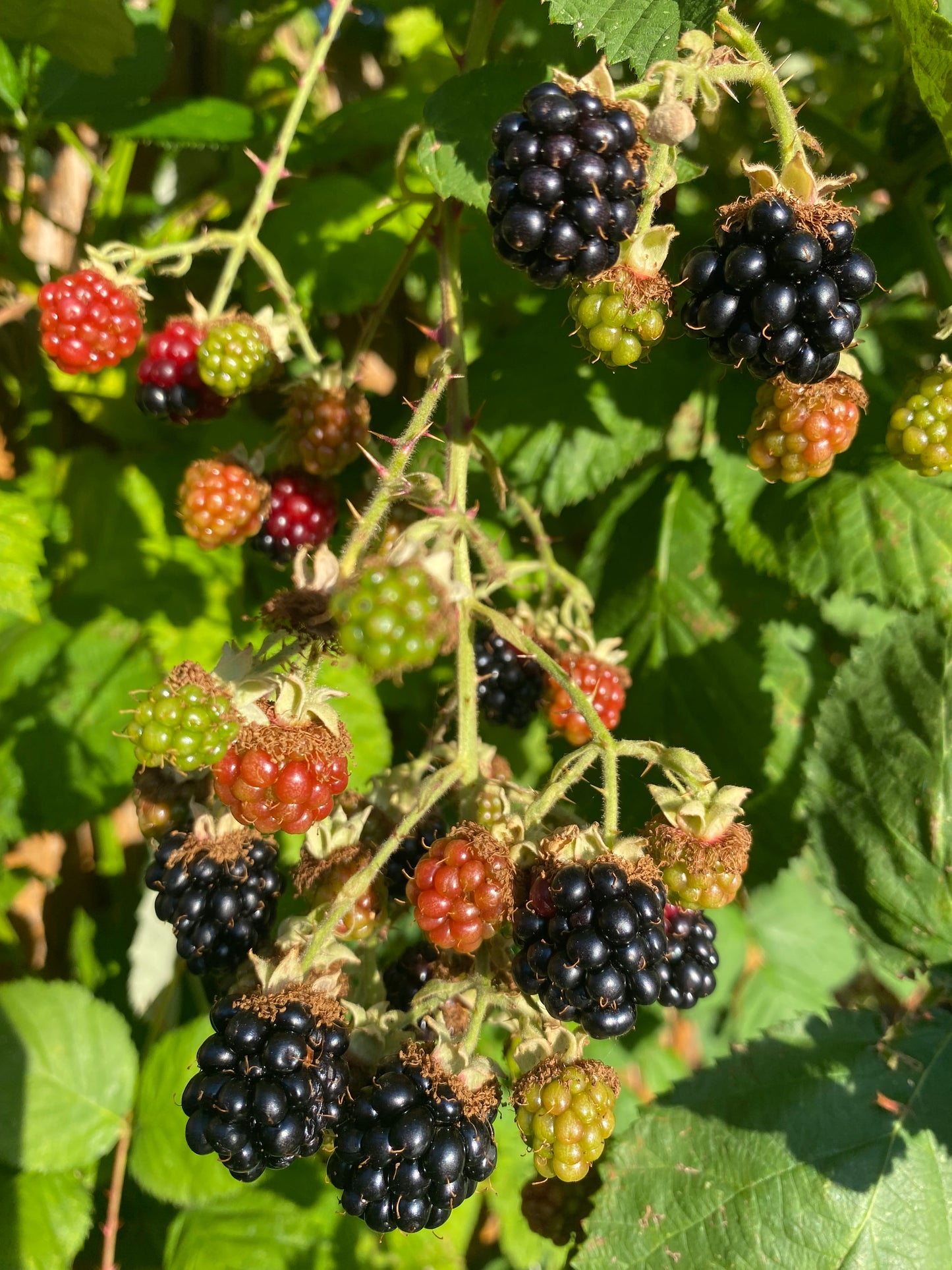 Blackberry