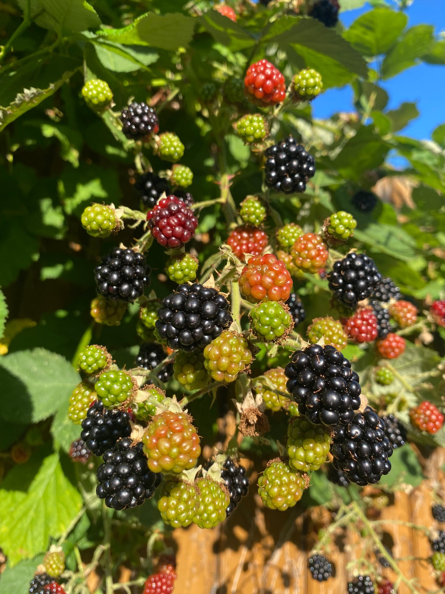 Blackberry