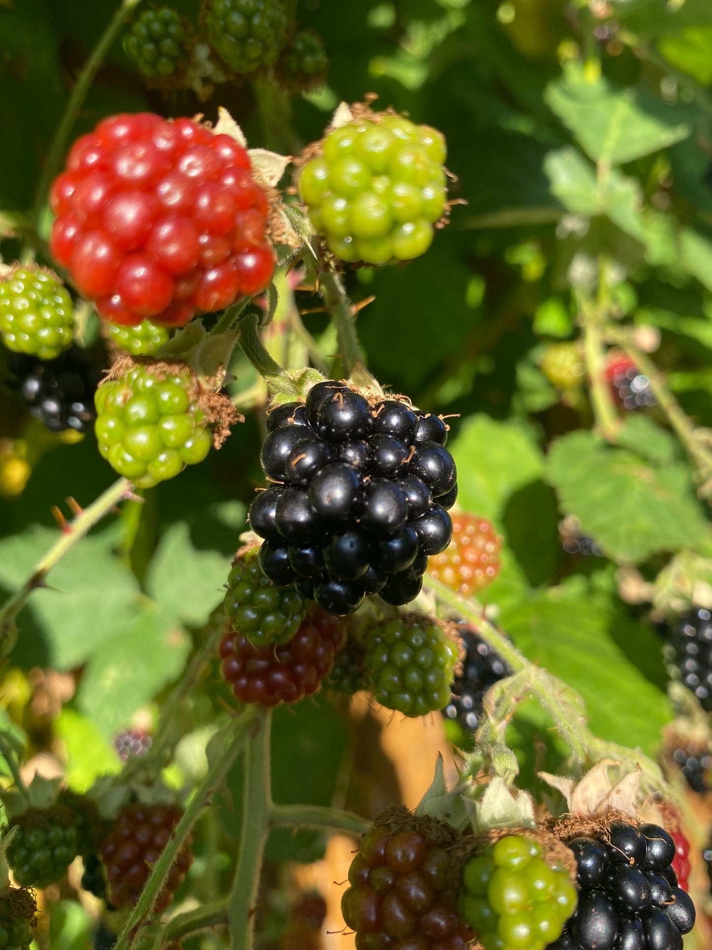 Blackberry