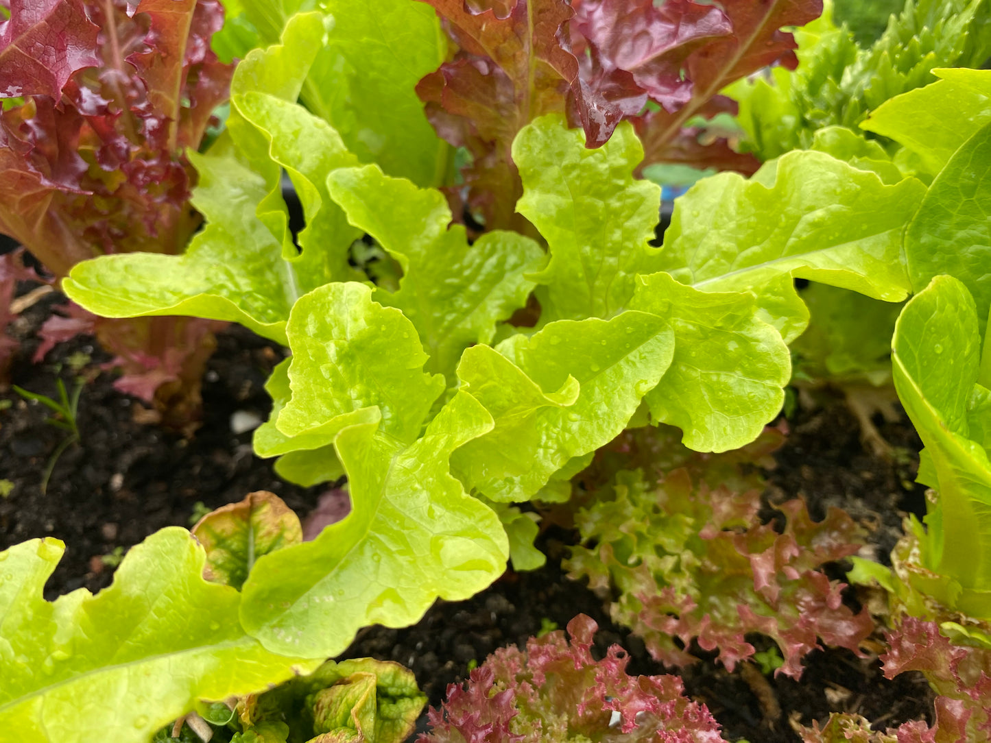 Italian Mixed Salads 80g (washed)