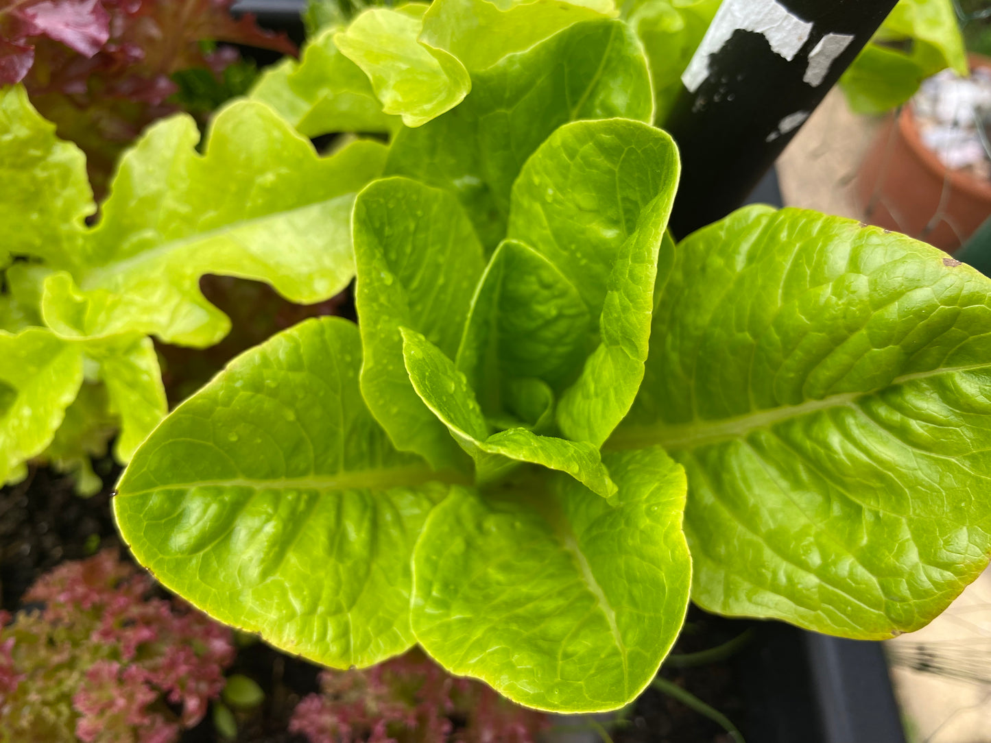 Italian Mixed Salads 80g (washed)