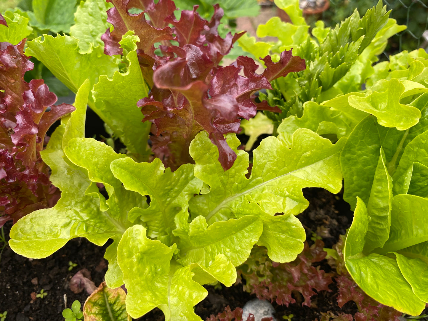 Italian Mixed Salads 80g (washed)