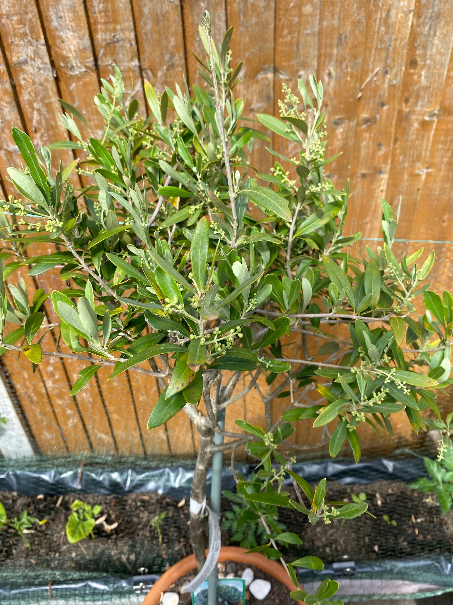 Sicilian Olive Tree