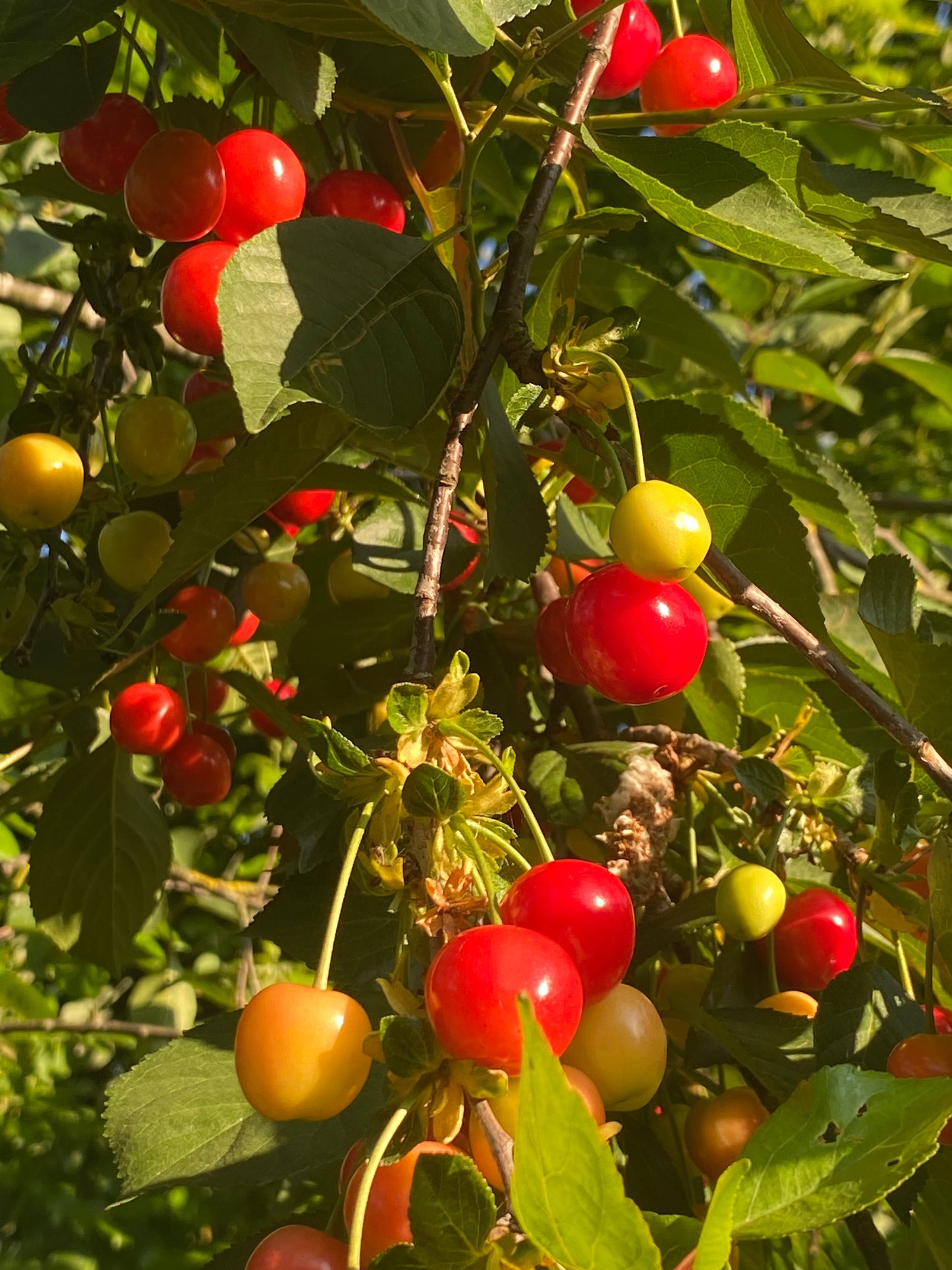 Sour Cherries 250g