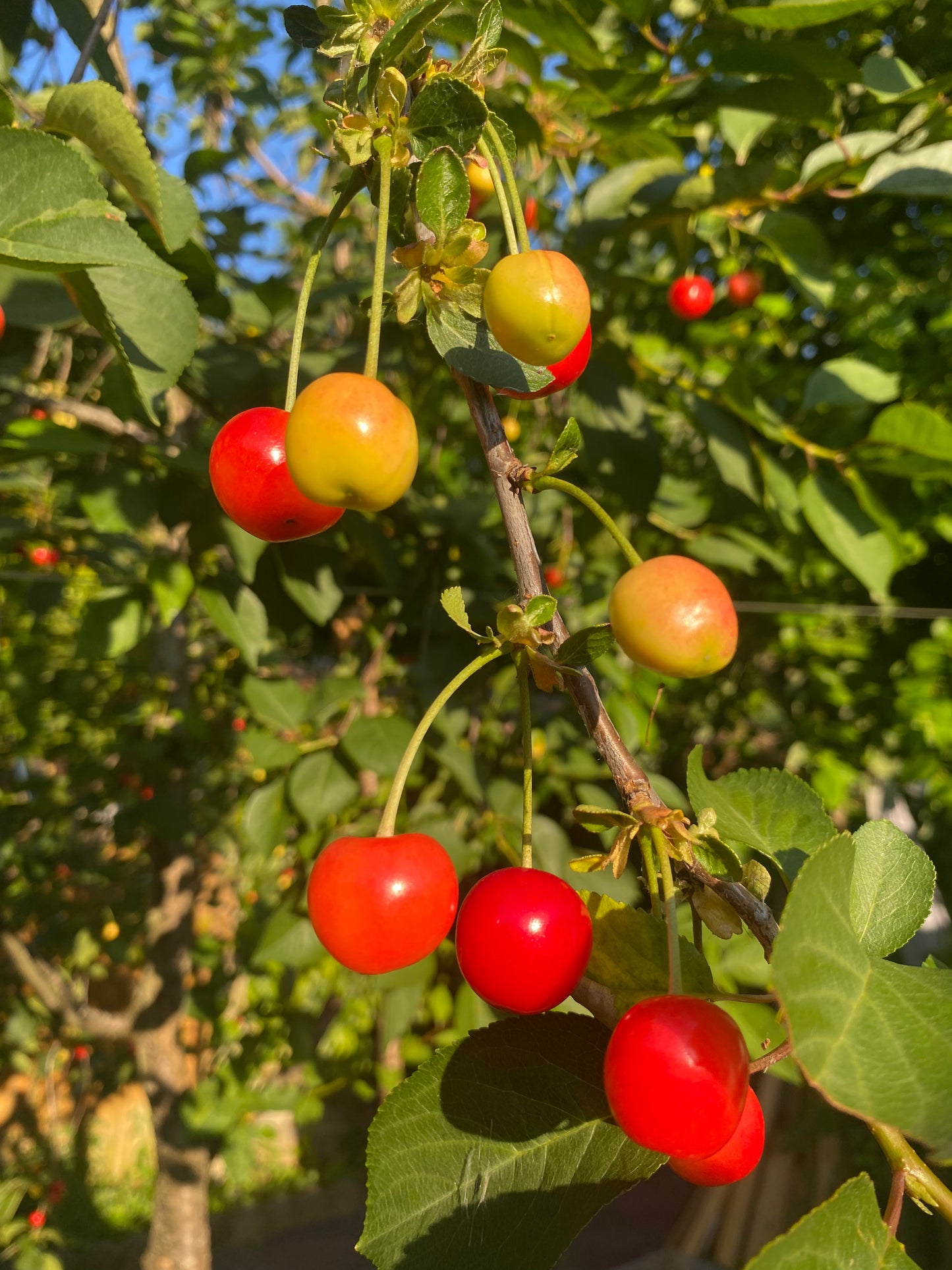 Sour Cherries 250g