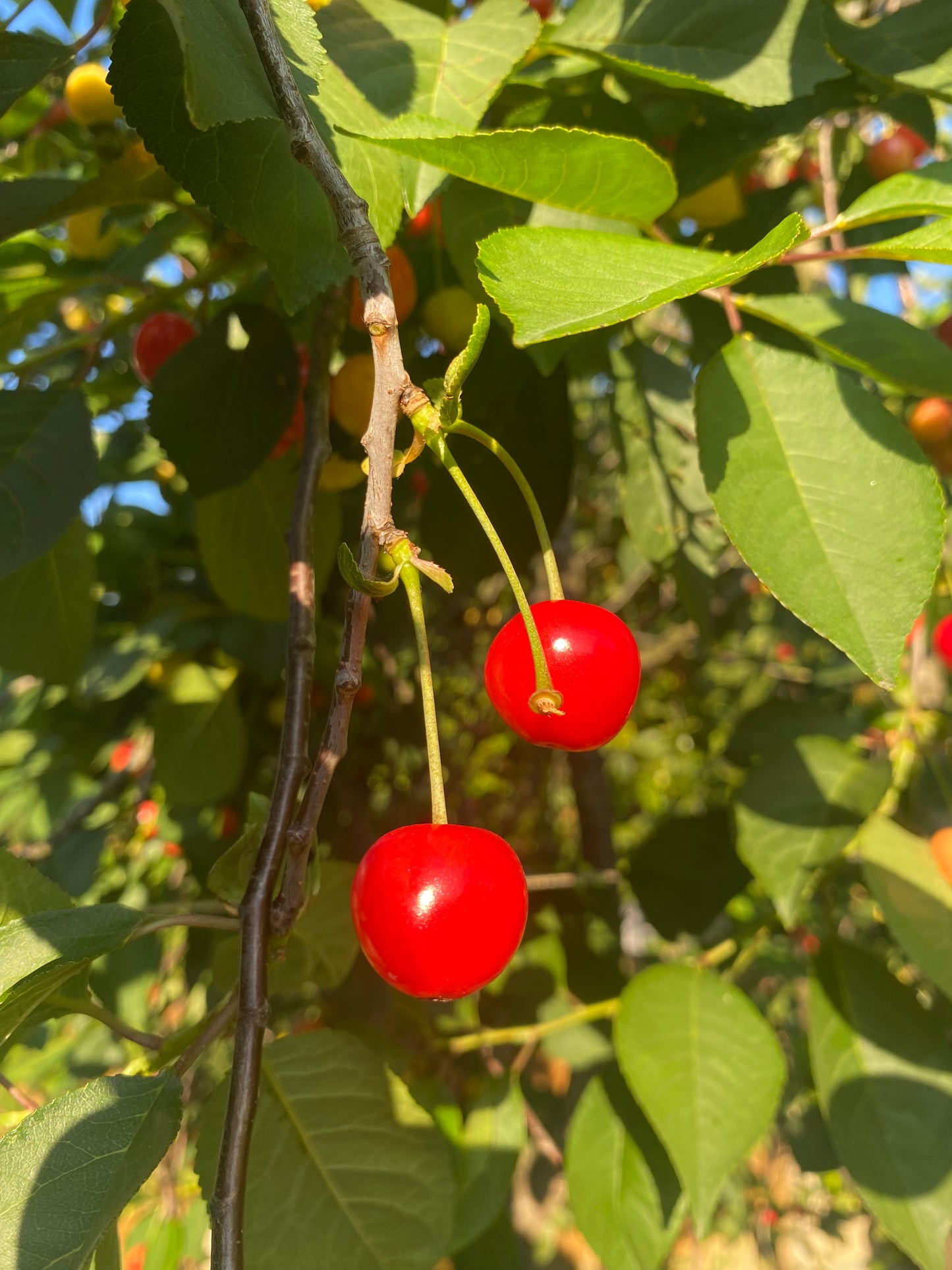 Sour Cherries 250g