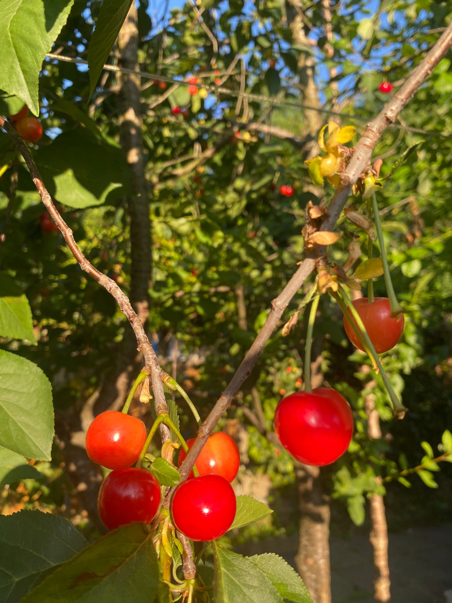 Sour Cherries 250g