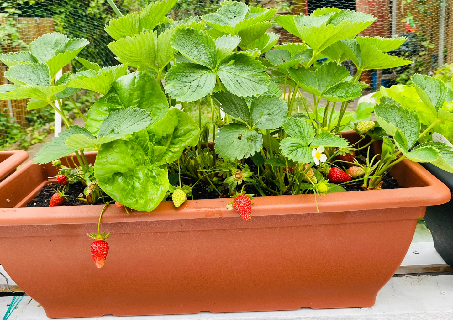 Strawberries 100g