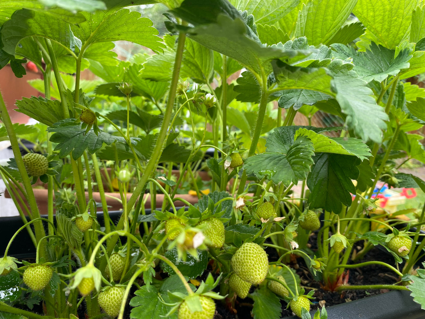 Strawberries 100g