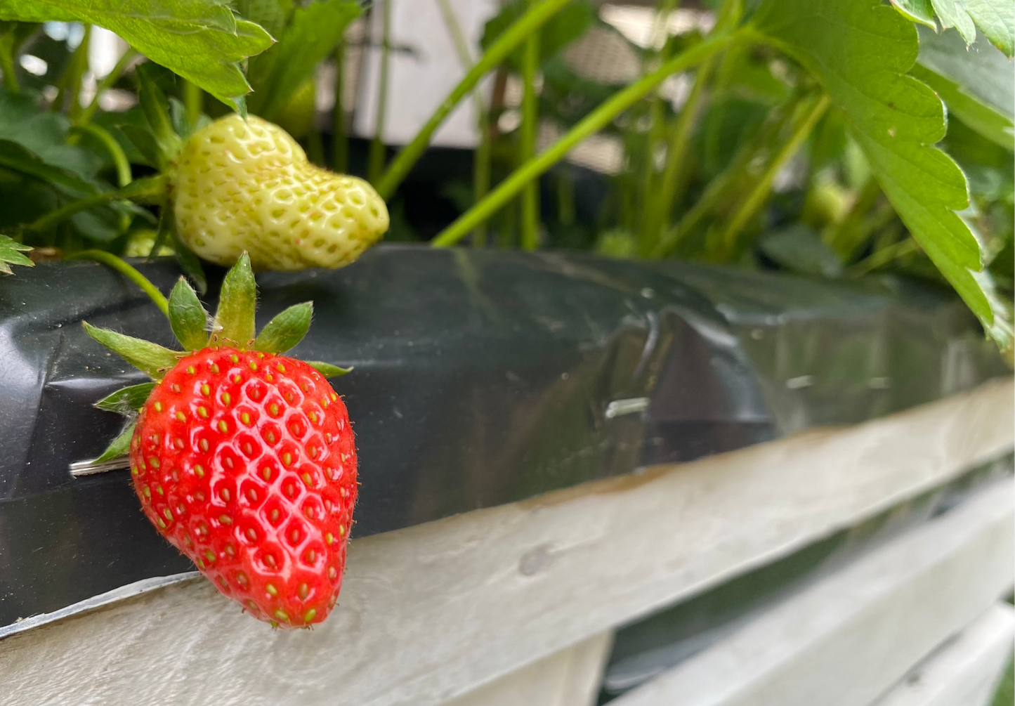 Strawberries 100g