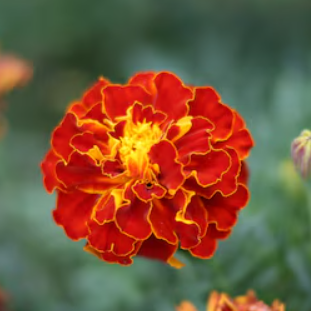 Marigold (Red Cherry) 60 cm Planter