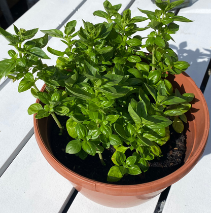 Basil in Hanging Plant Pot