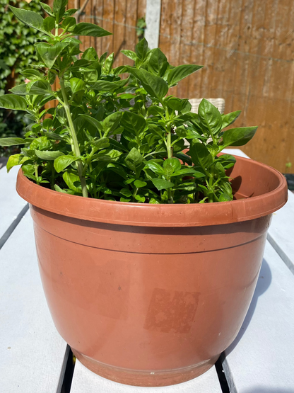 Basil in Hanging Plant Pot