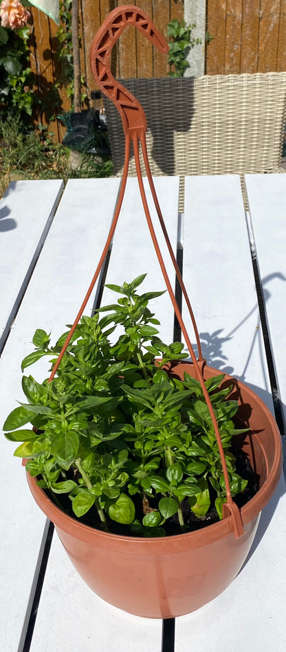 Basil in Hanging Plant Pot