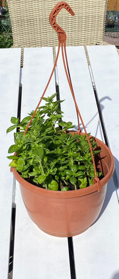 Basil in Hanging Plant Pot