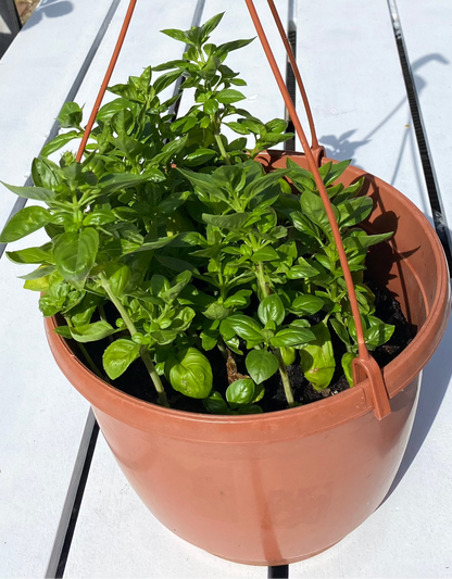 Basil in Hanging Plant Pot