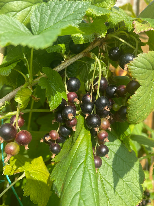 Black Currant 50g