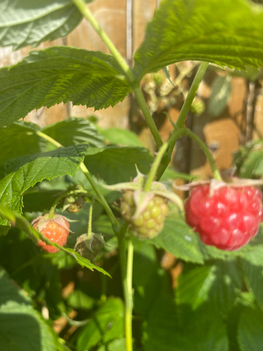 Raspberries