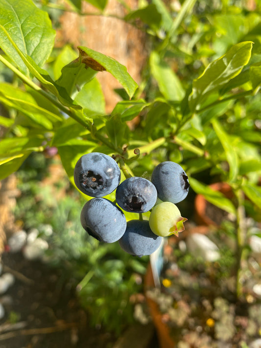 Blueberries 50g