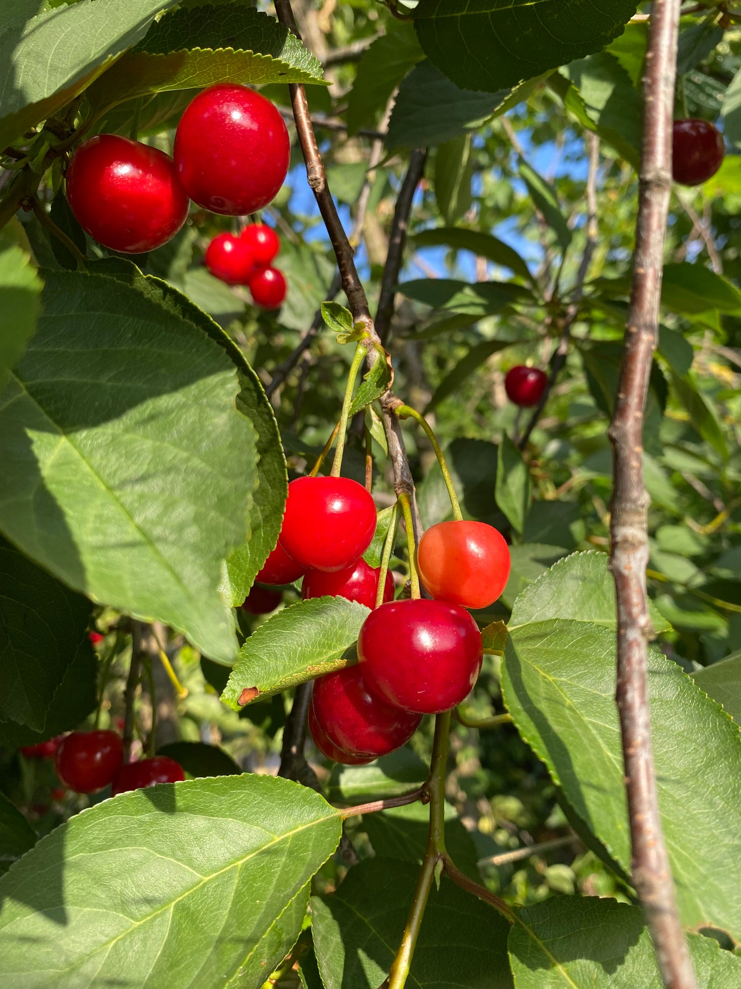 Sour Cherries 250g