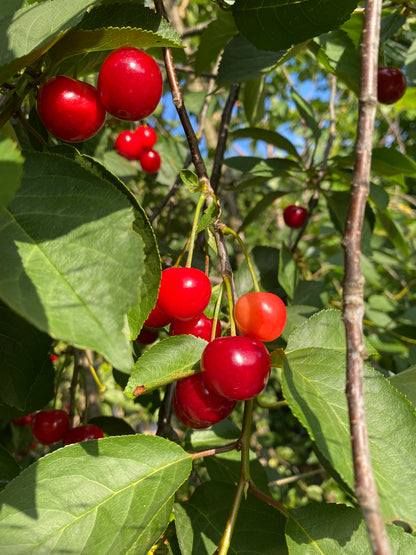 Sour Cherries 250g