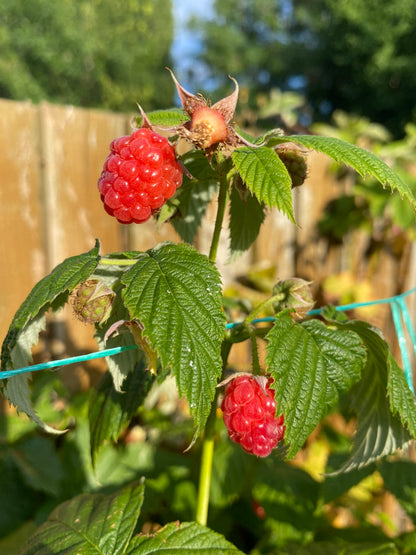 Raspberries