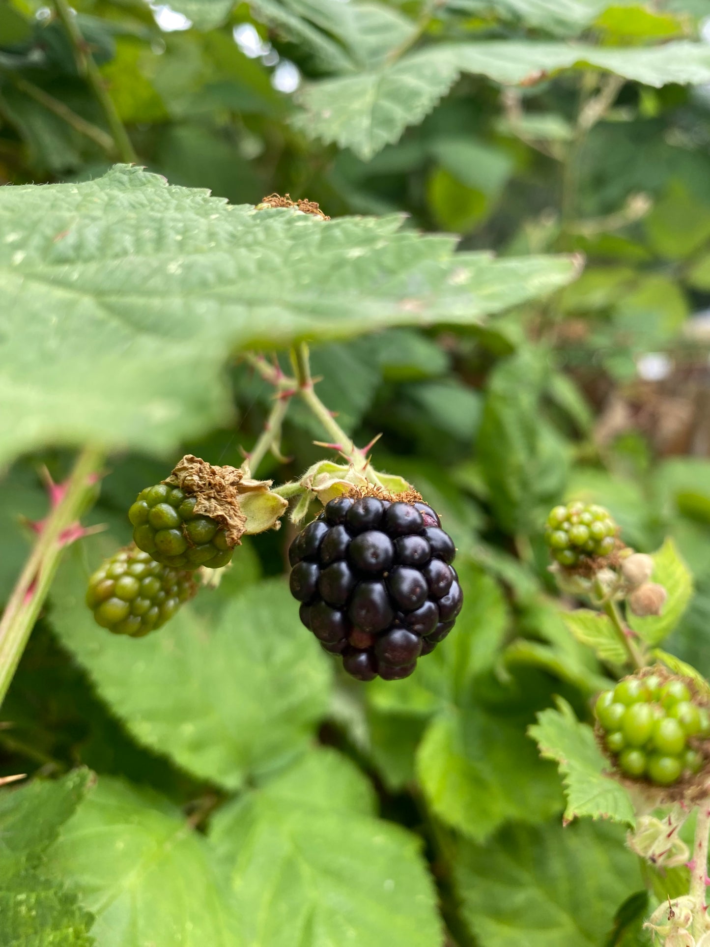 Blackberry