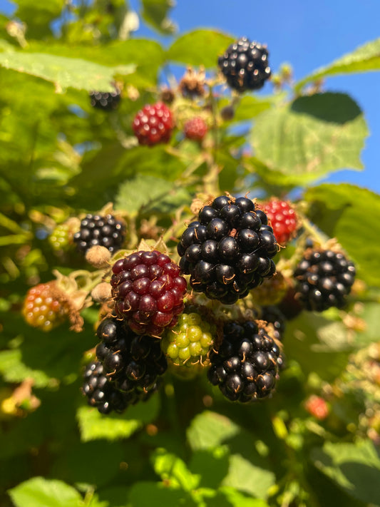 Blackberry