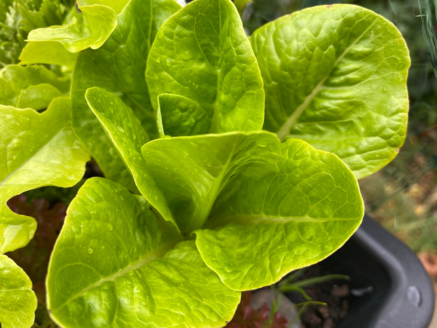 Italian Mixed Salads 80g (washed)