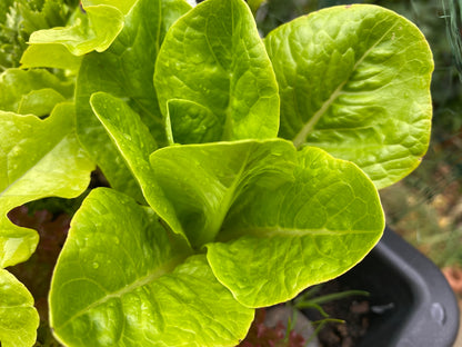 Italian Mixed Salads 80g (washed)