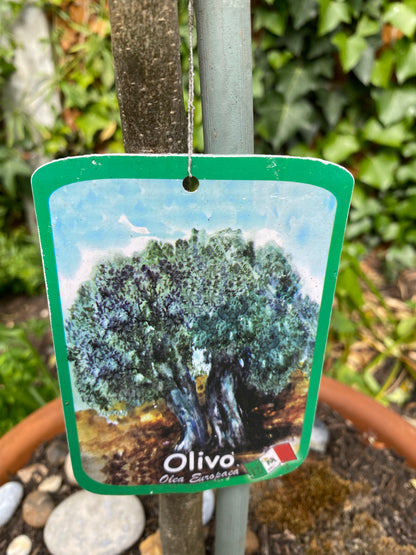 Sicilian Olive Tree