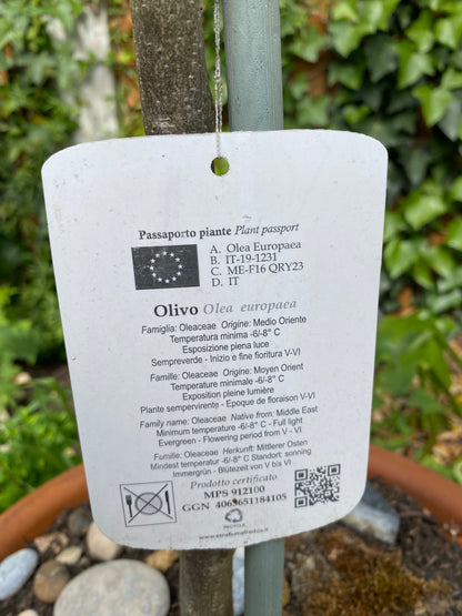 Sicilian Olive Tree