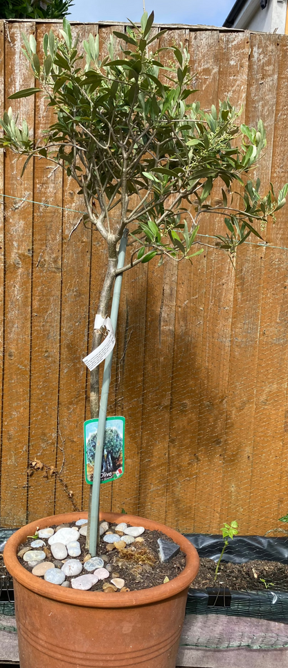 Sicilian Olive Tree