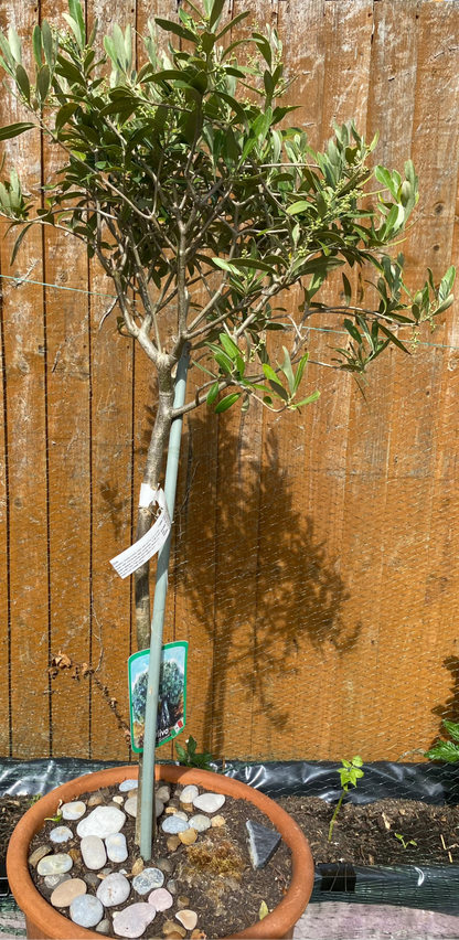 Sicilian Olive Tree