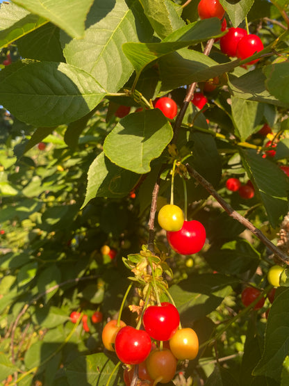 Sour Cherries 250g