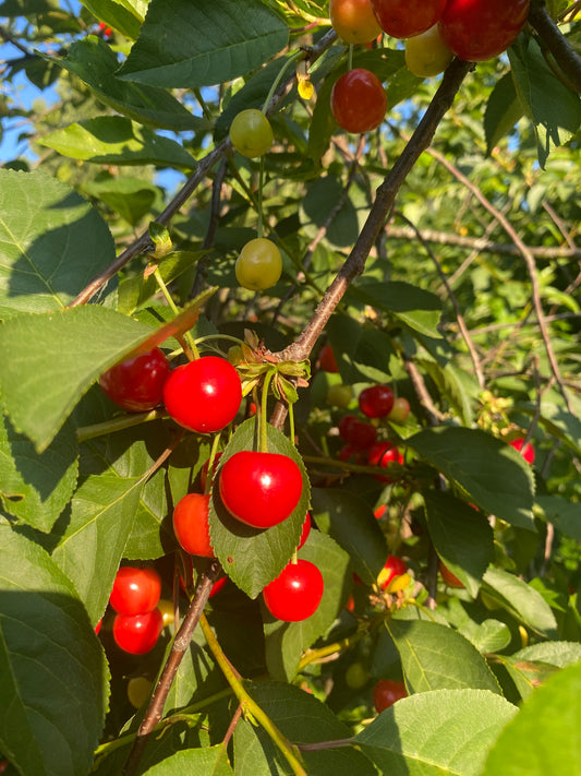 Sour Cherries 250g