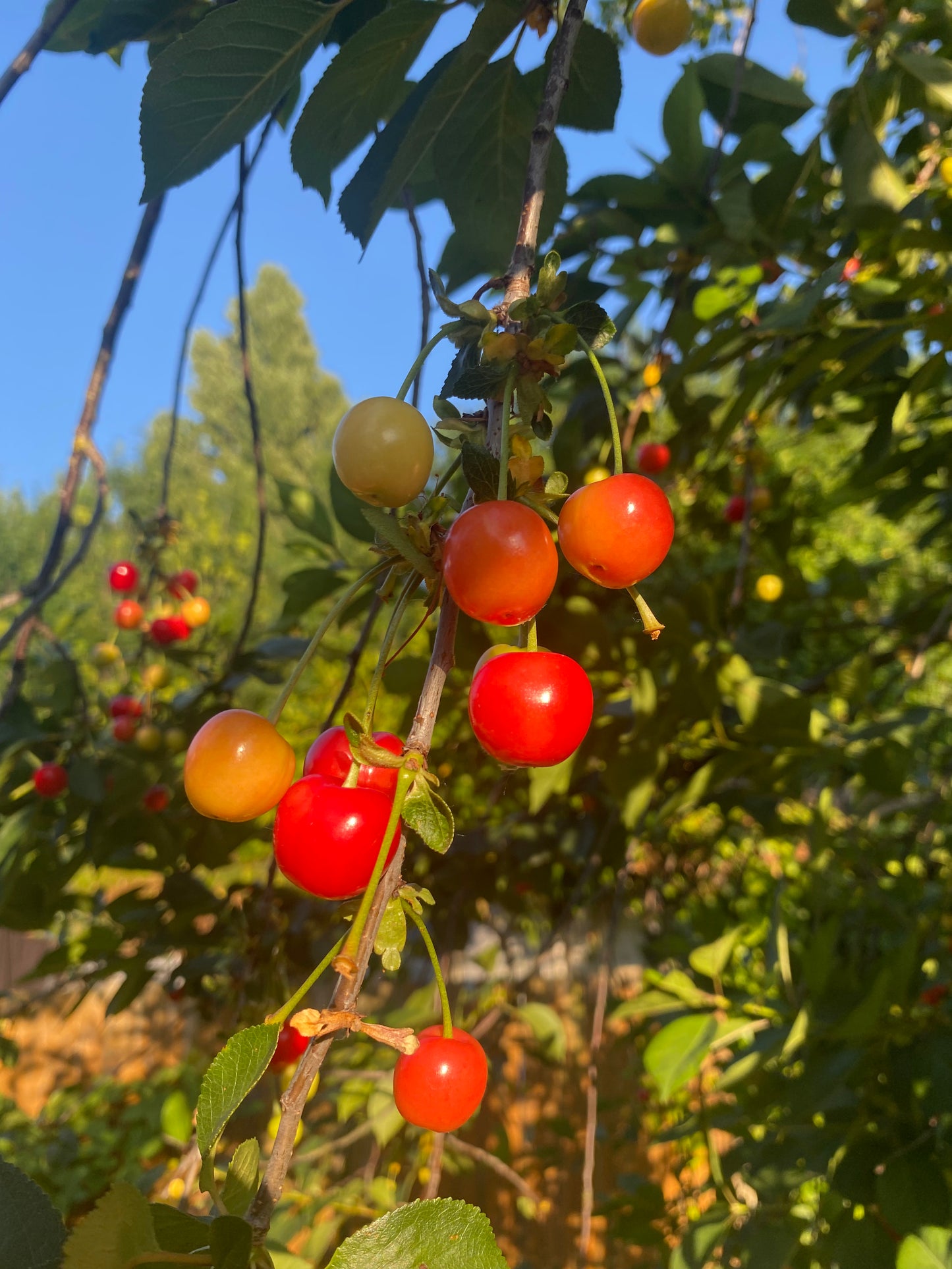 Sour Cherries 250g